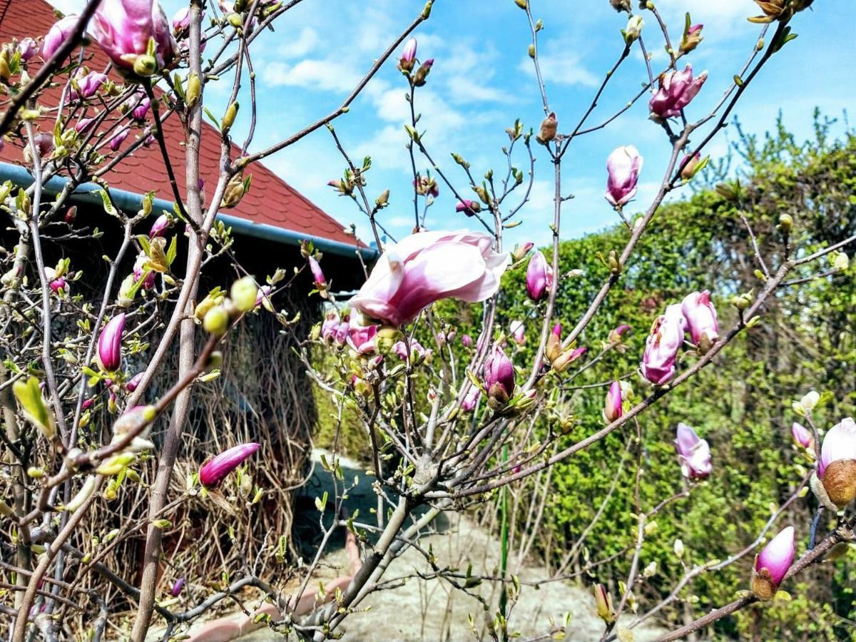 Pensiunea Magnolia Сибиу Экстерьер фото